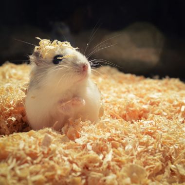 Straw, Hay & Sawdust Pet Bedding
