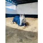 Large Bales of Wood Shavings - 2 pack